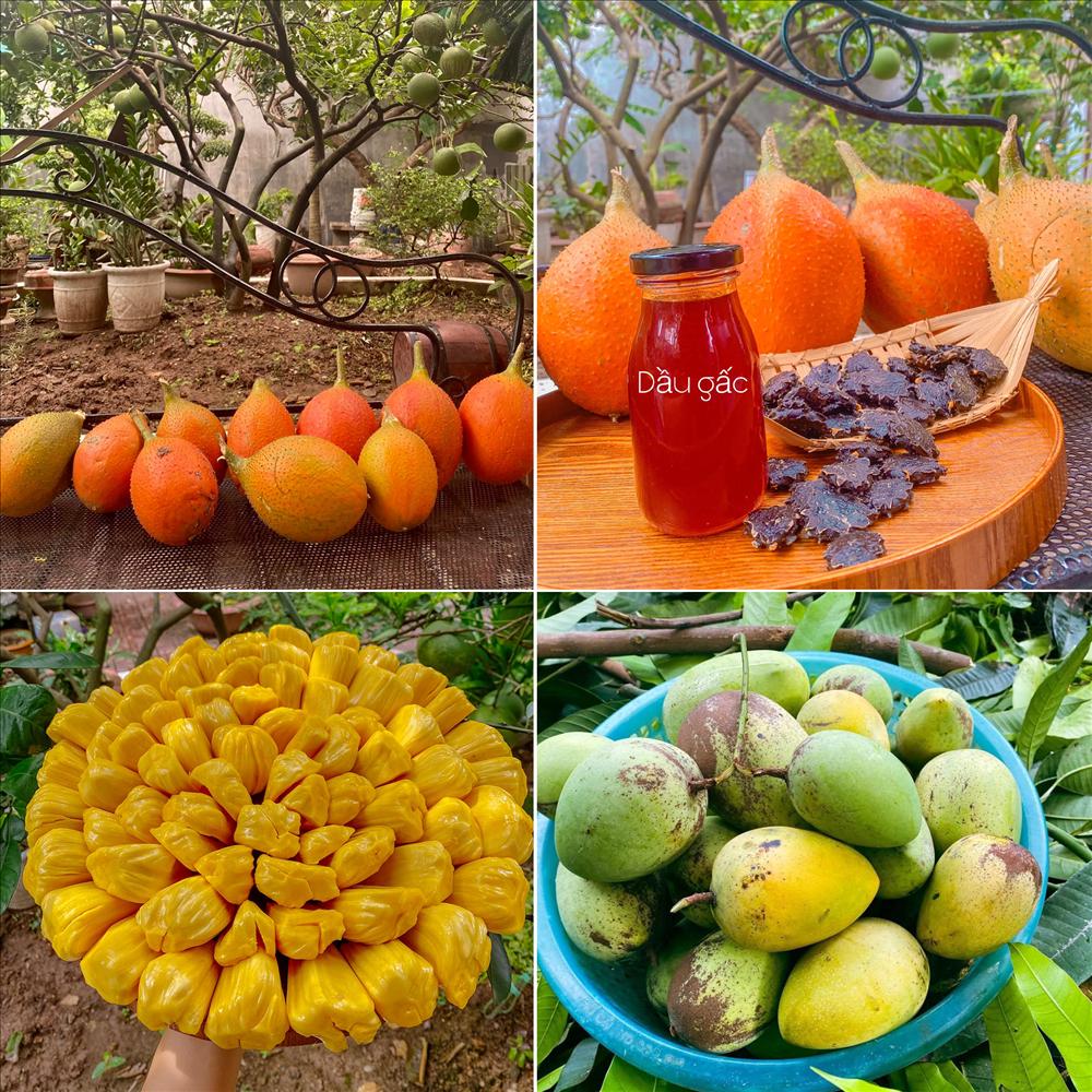 Mê mẩn khu vườn rau củ quả hái không kịp ngơi tay giữa thủ đô-5