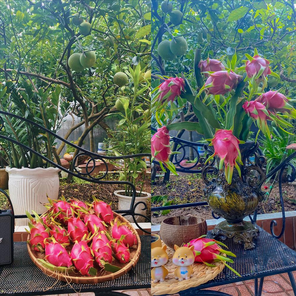 Mê mẩn khu vườn rau củ quả hái không kịp ngơi tay giữa thủ đô-9