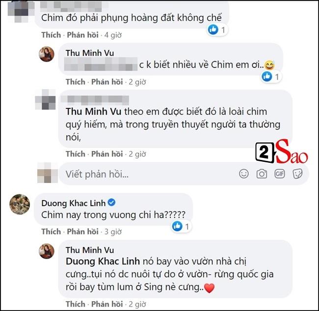 Đại bàng, phượng hoàng đất bay vào nhà Thu Minh-3