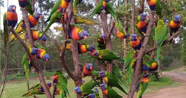 Chiêm ngưỡng cây thông Noel đặc biệt chỉ có ở Australia-1