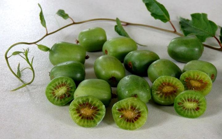 Loại quả gây lú vì nhìn như nhót, đến lúc bổ ra lại giống kiwi?-4