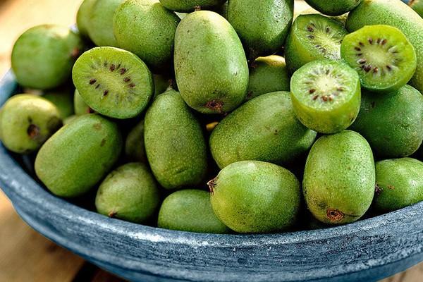 Loại quả gây lú vì nhìn như nhót, đến lúc bổ ra lại giống kiwi?-3