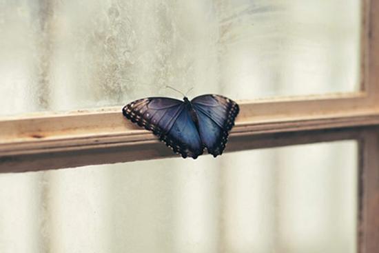 4 con vật 'sứ giả' Thần Tài vào nhà: Gia chủ tiền tiêu không hết