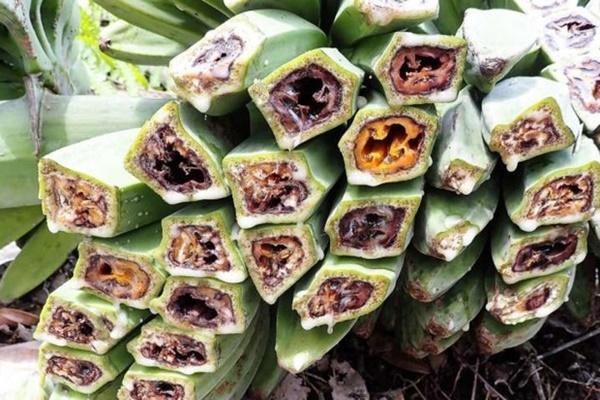 Chuối Việt Nam dài từ 30 - 50 cm, to bằng cổ tay, cực kỳ khó ăn-6