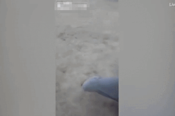 Clip: Trăn khủng nổi điên ngoạm đầu nam thanh niên vì bị trêu tức-1