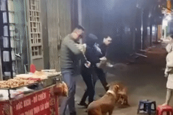 Clip: 3 người vật lộn giải cứu nạn nhân bị Pitbull tấn công giằng xé-1