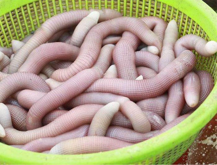 Quảng Ninh: Cận cảnh đi săn sá sùng kiếm tiền triệu mỗi ngày-6