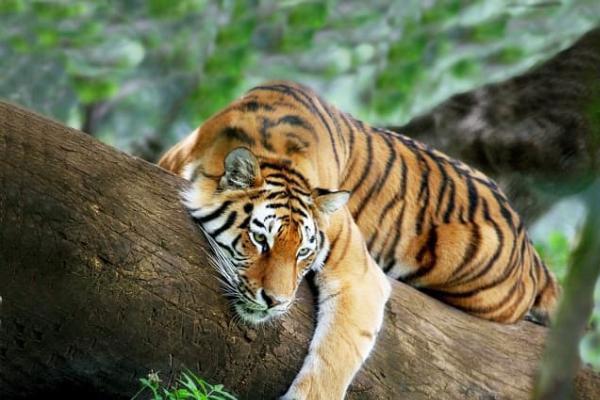 Tử vi hàng ngày 12 con giáp thứ Ba 28/12/2021: Coi thường người yêu-5