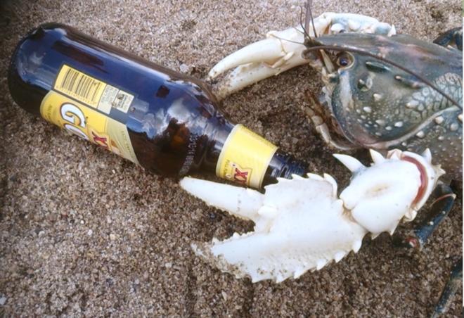 Hí hửng câu được tôm hùm lạ, chàng trai vội thả ngay khi biết sự thật-1