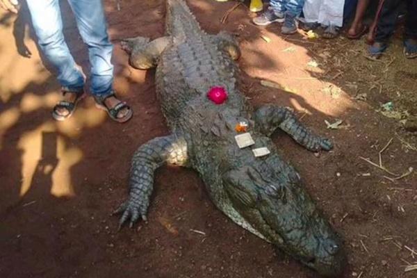 Bị cá sấu tấn công, người đàn ông thoát chết ngoạn mục-4