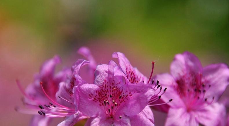 Người sinh vào 4 ngày Âm lịch này, mang phúc khí cho gia đình-2