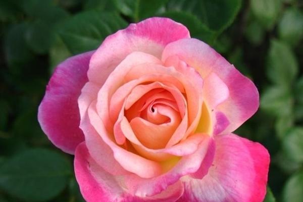 Nhâm Dần 2022: Cát tinh Mộc Đức chiếu mệnh, làm đâu thắng đó-3