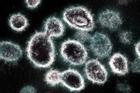 Virus SARS-CoV-2 có thể trú ẩn trong nội tạng hàng trăm ngày