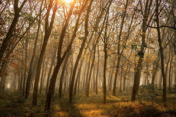 Cần gì đi Hàn, sát Sài Gòn cũng có nơi check-in lá vàng lãng mạn-10