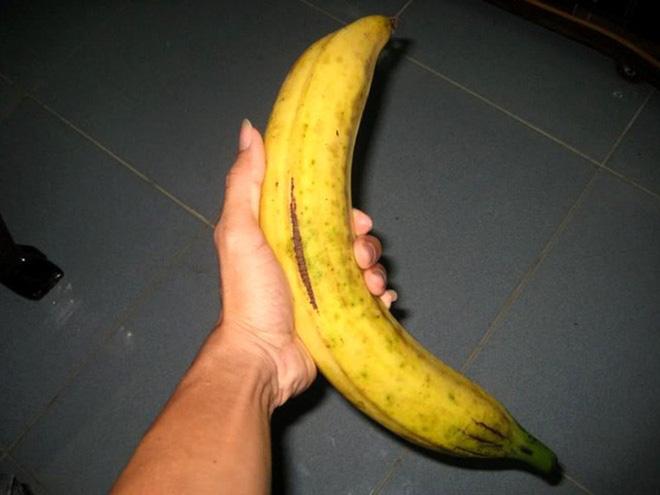 Chuối Việt Nam dài từ 30 - 50 cm, to bằng cổ tay, cực kỳ khó ăn-1
