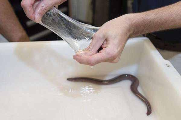 Thanh niên phát hiện con rắn 2 đầu biết bay đang đậu trên cây-4