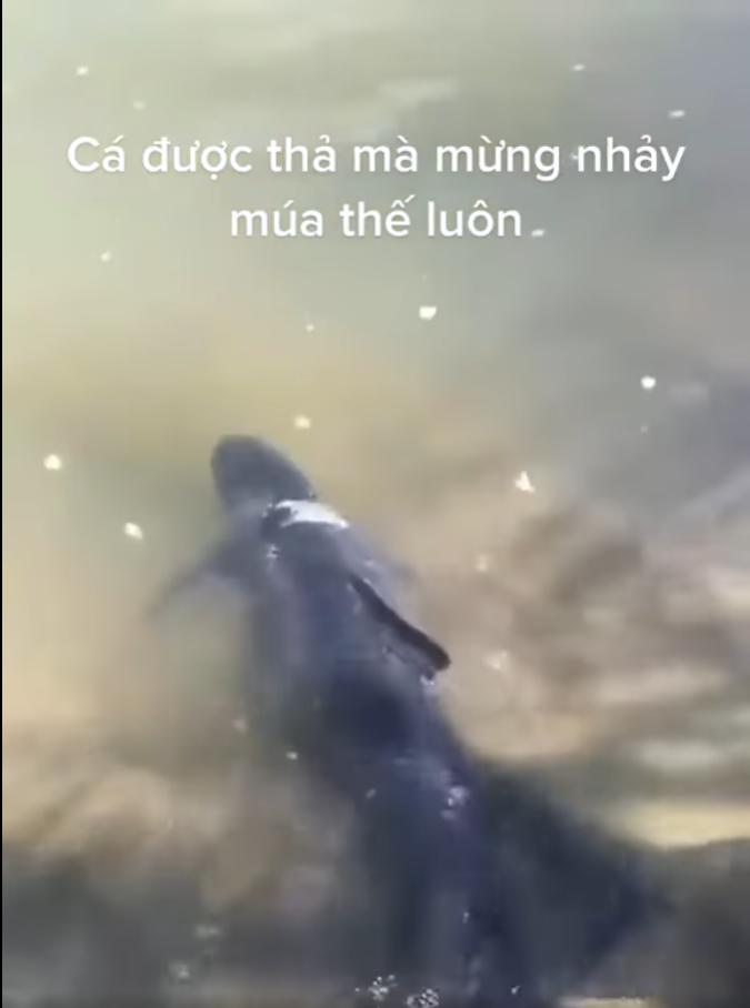 Cá nhảy múa khi được phóng sinh, đừng mừng vì nó đang giãy chết-2