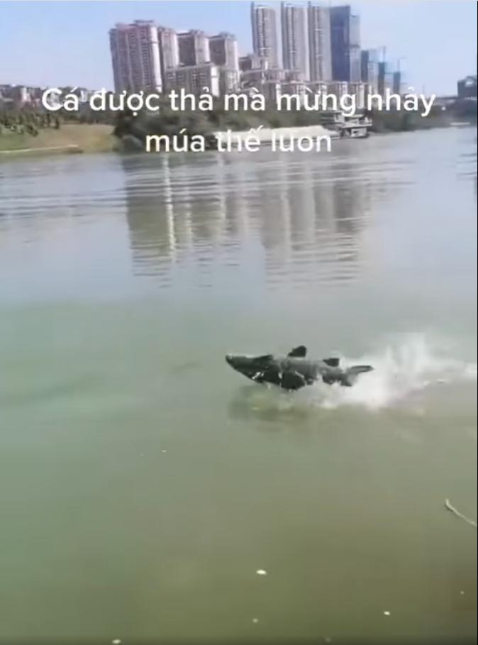 Cá nhảy múa khi được phóng sinh, đừng mừng vì nó đang giãy chết-4