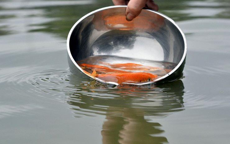 Cá nhảy múa khi được phóng sinh, đừng mừng vì nó đang giãy chết-5
