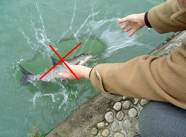 Cá nhảy múa khi được phóng sinh, đừng mừng vì nó đang giãy chết-6