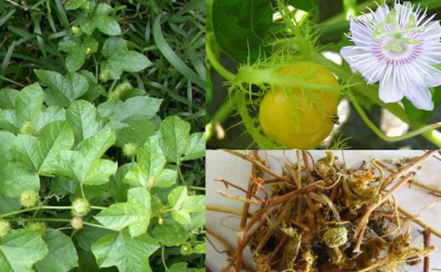 Dân mạng thi nhau rửa rau với xà phòng khiến người nhà ngã ngửa-5