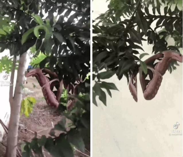 Thanh niên phát hiện con rắn 2 đầu biết bay đang đậu trên cây-1