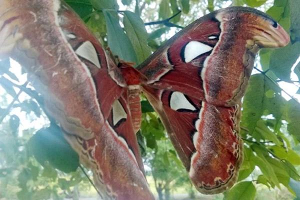 Nhóm người đào củ ai ngờ đào trúng chục con rắn bò lổm ngổm-2