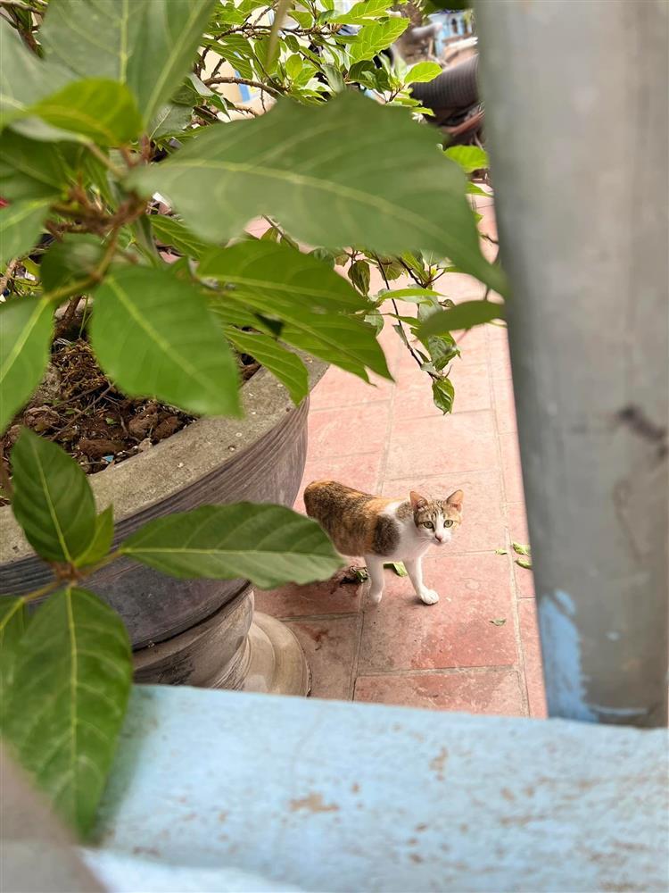 Hoa hậu Ngọc Hân để lộ cơ ngơi gia đình chồng sắp cưới-8