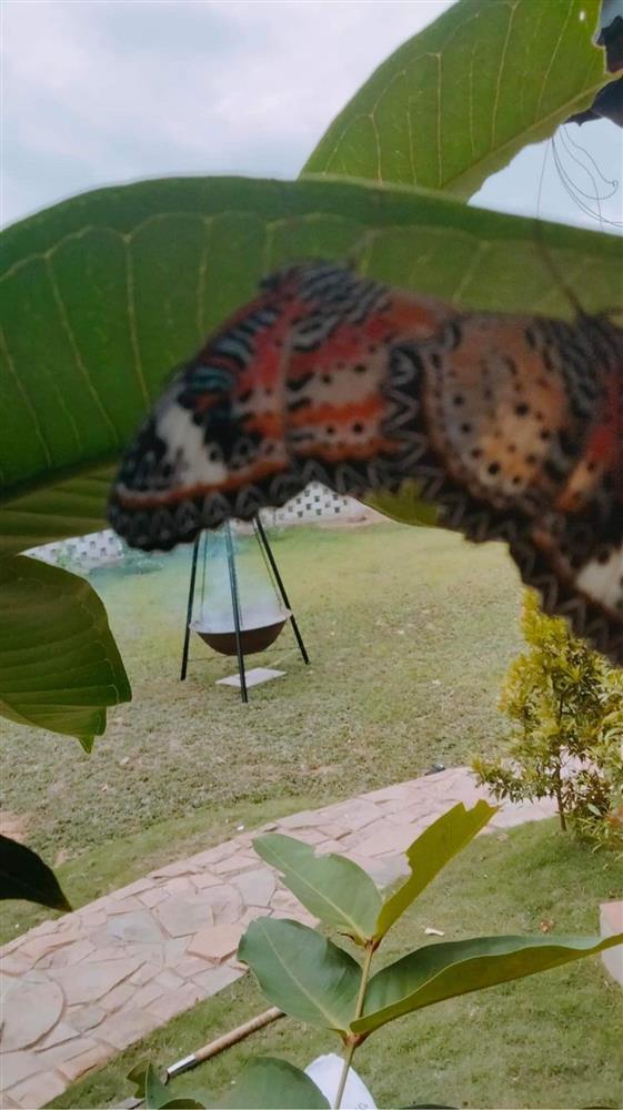 Cơ ngơi nhà vườn Trường Giang: Góc ảnh choáng ngợp-7