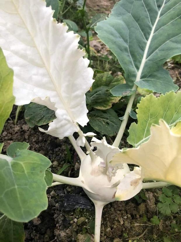 Dân mạng trầm trồ thanh niên bán cây su hào đột biến giá 9,9 tỷ-1