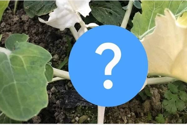 Su hào là thần dược mùa đông nhưng ăn cách này hại thân-6