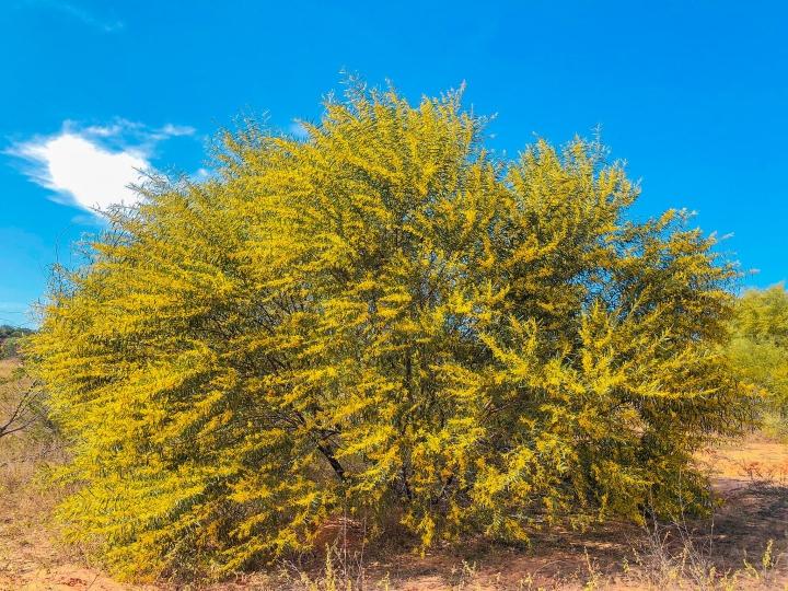 Phan Thiết mùa này rực màu hoa keo lá tràm-2