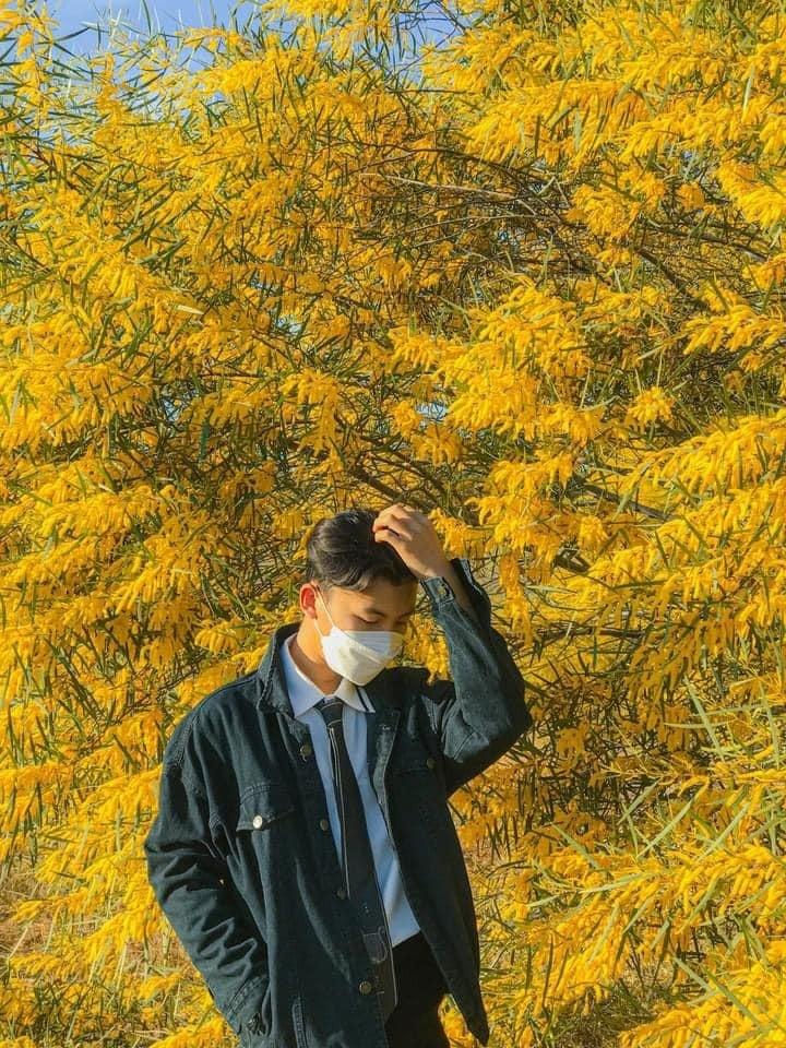 Phan Thiết mùa này rực màu hoa keo lá tràm-3