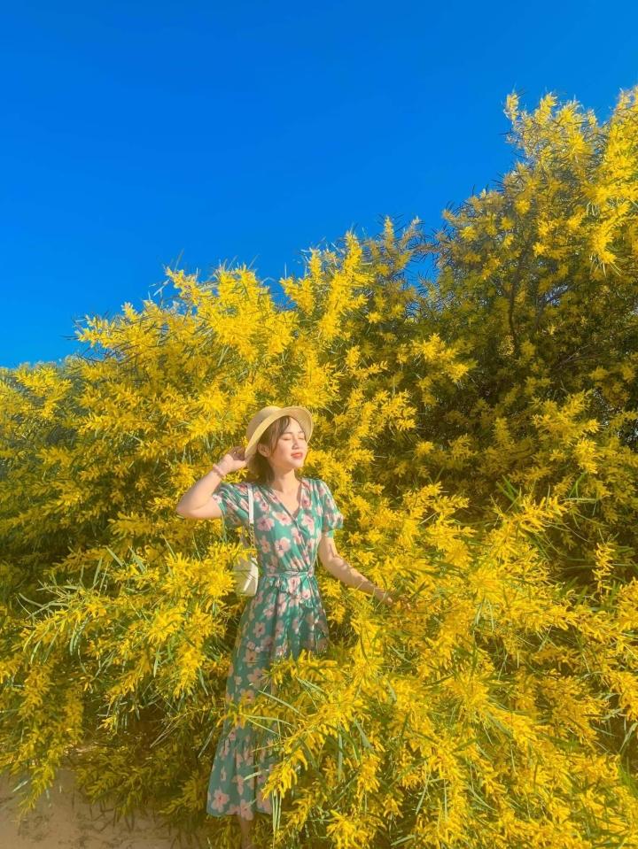 Phan Thiết mùa này rực màu hoa keo lá tràm-4