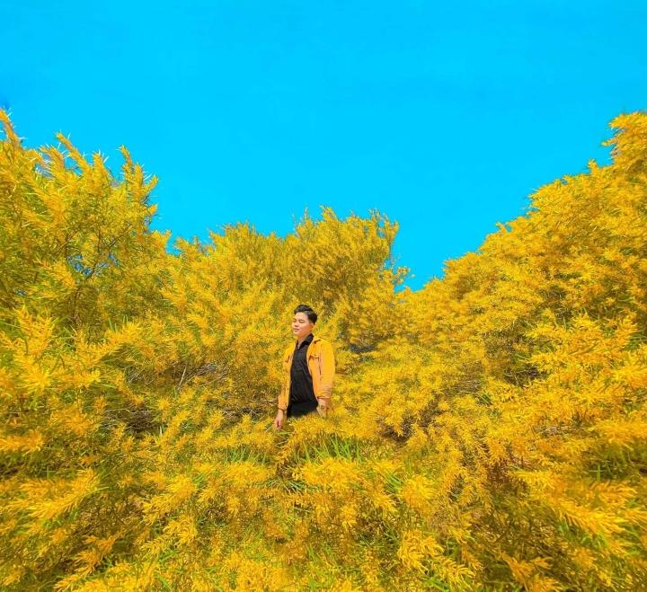 Phan Thiết mùa này rực màu hoa keo lá tràm-7