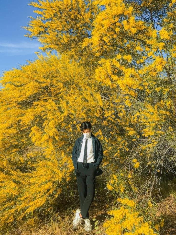 Phan Thiết mùa này rực màu hoa keo lá tràm-8