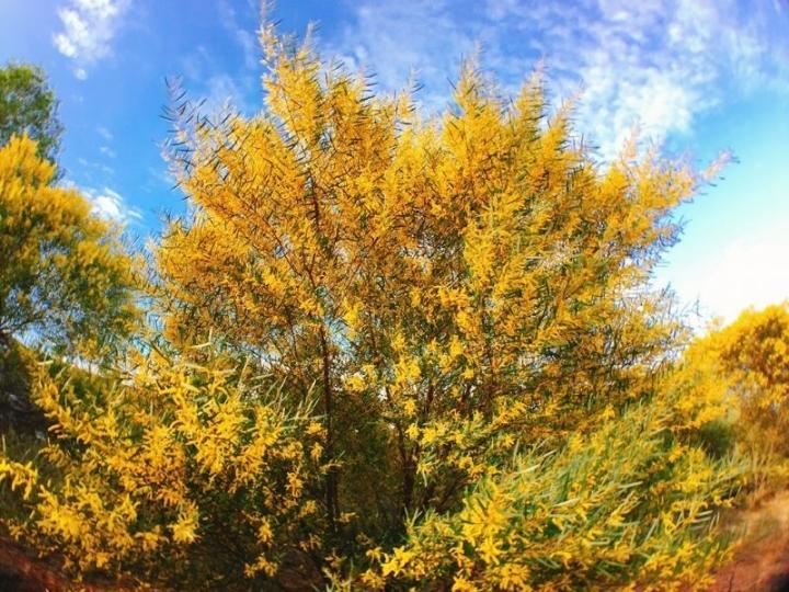 Phan Thiết mùa này rực màu hoa keo lá tràm-9