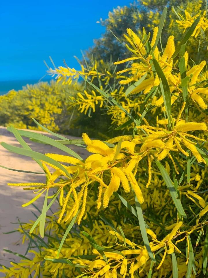 Phan Thiết mùa này rực màu hoa keo lá tràm-10