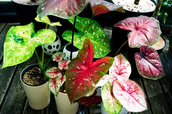 3 dấu hiệu trong nhà cần cẩn thận kẻo vợ chồng ly tán, tài sản tiêu tan-3