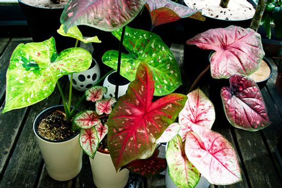 4 loại cây trong nhà khiến Thần Tài 'lắc đầu bó tay' không độ nổi