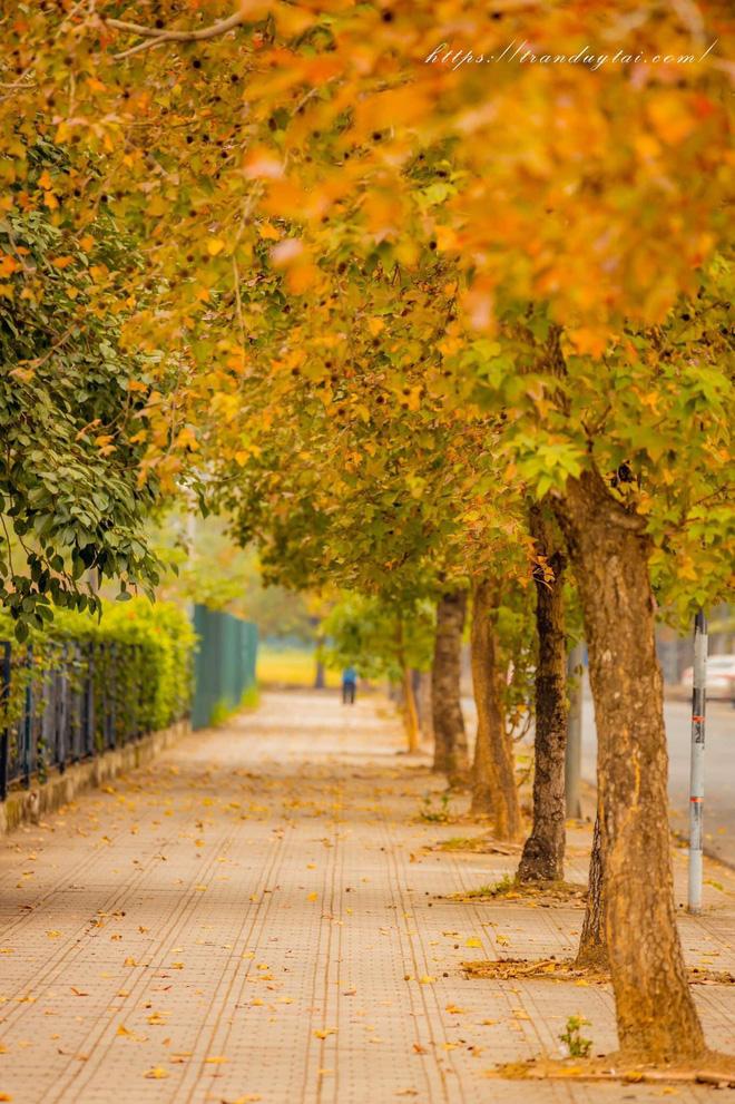 Cú lừa khi dân tình lao ra sống ảo ở con đường lá đỏ đình đám Hà Nội-1