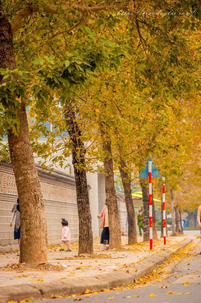 Cú lừa khi dân tình lao ra sống ảo ở con đường lá đỏ đình đám Hà Nội-3