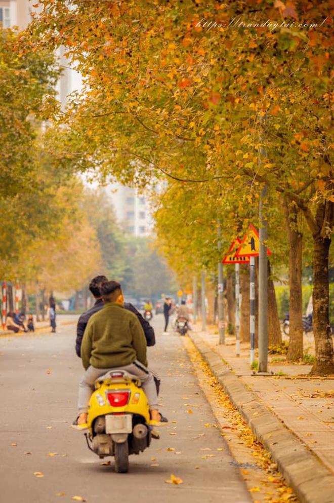 Cú lừa khi dân tình lao ra sống ảo ở con đường lá đỏ đình đám Hà Nội-2