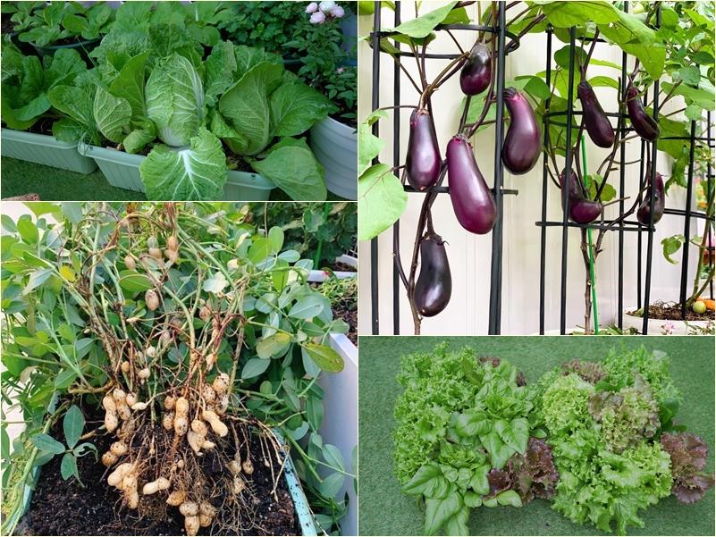 Mảnh vườn gì cũng có của mẹ Nhật, nhìn là thích đến ngẩn ngơ-3