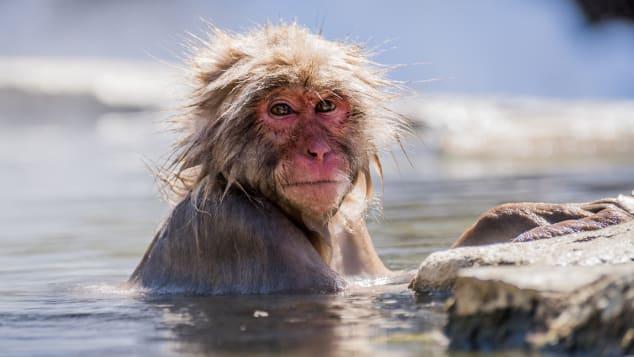 Vì sao khỉ tuyết Nhật Bản thích tắm nước nóng tại Thung lũng địa ngục?-1