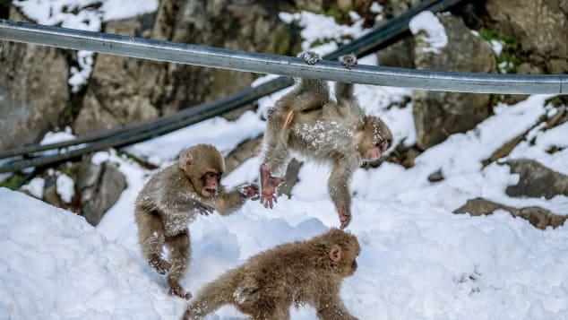 Vì sao khỉ tuyết Nhật Bản thích tắm nước nóng tại Thung lũng địa ngục?-2