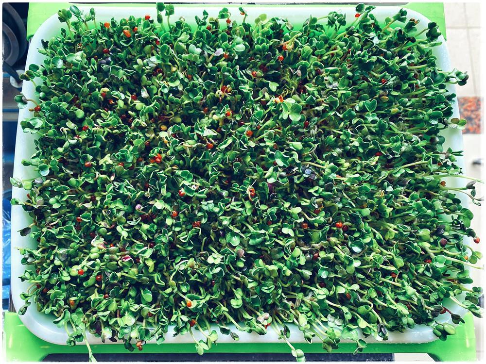 Bí quyết trồng rau mầm thủy canh tại nhà đã nhanh gọn lại dễ chăm-3