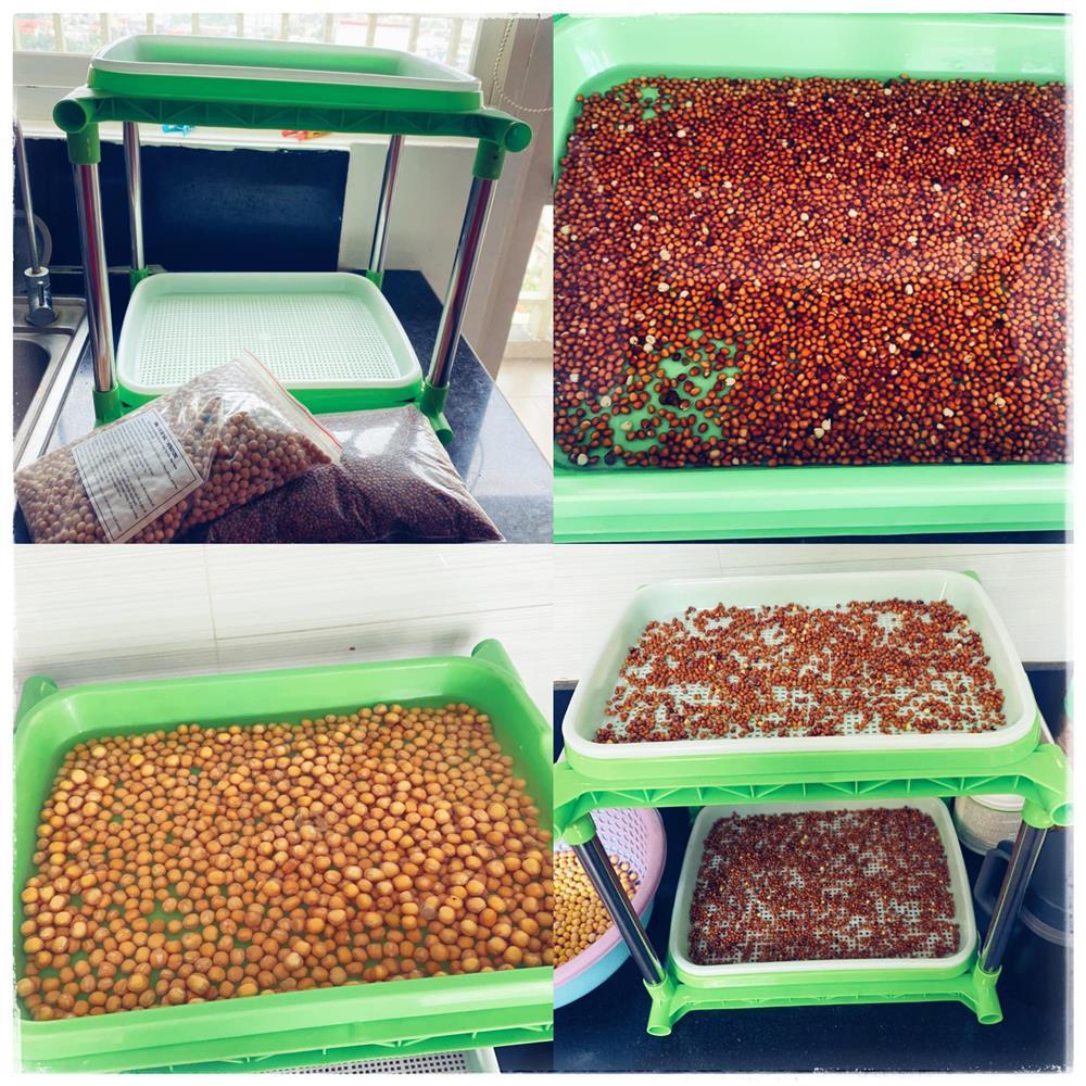 Bí quyết trồng rau mầm thủy canh tại nhà đã nhanh gọn lại dễ chăm-4