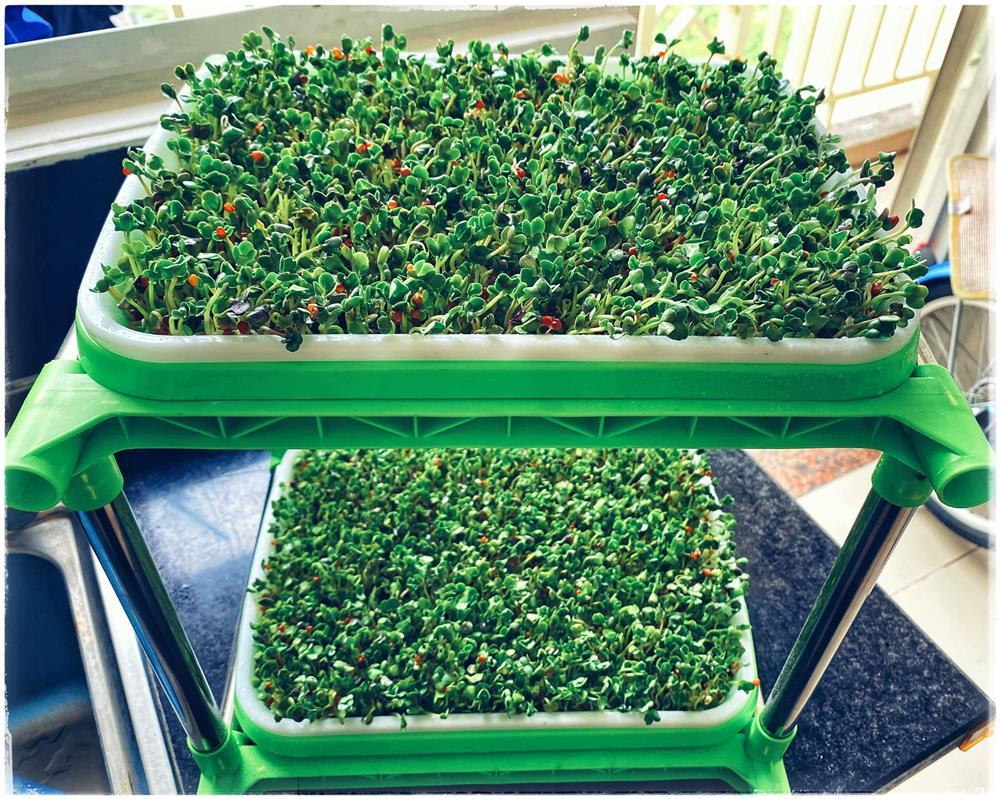 Bí quyết trồng rau mầm thủy canh tại nhà đã nhanh gọn lại dễ chăm-7