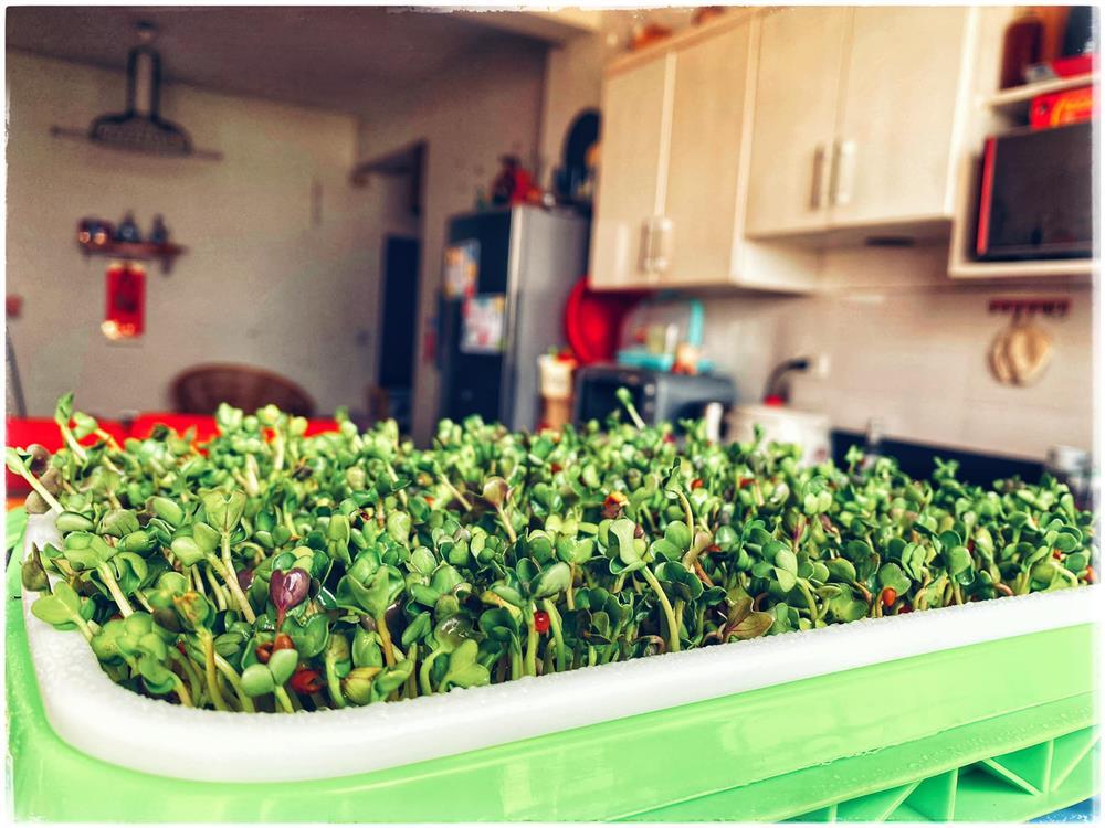 Bí quyết trồng rau mầm thủy canh tại nhà đã nhanh gọn lại dễ chăm-9